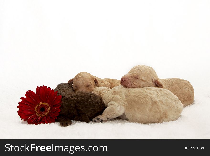 Four little puppies sleeping close together. Four little puppies sleeping close together