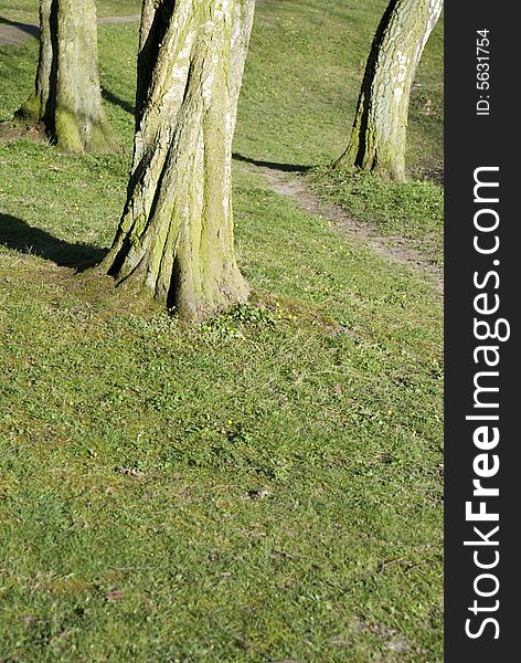 Three trees in a park