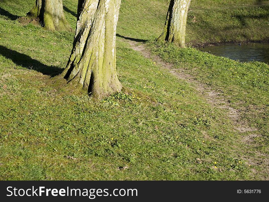 Three trees in a park