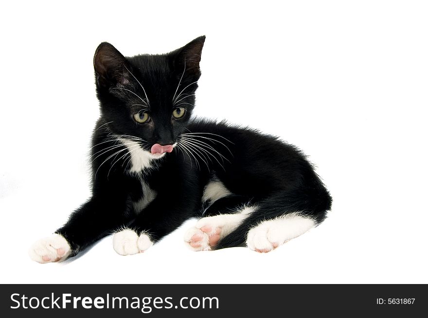 Baby kitten with tongue out of mouth