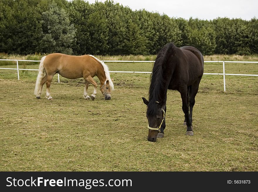 Two horses grazing outside in the summer