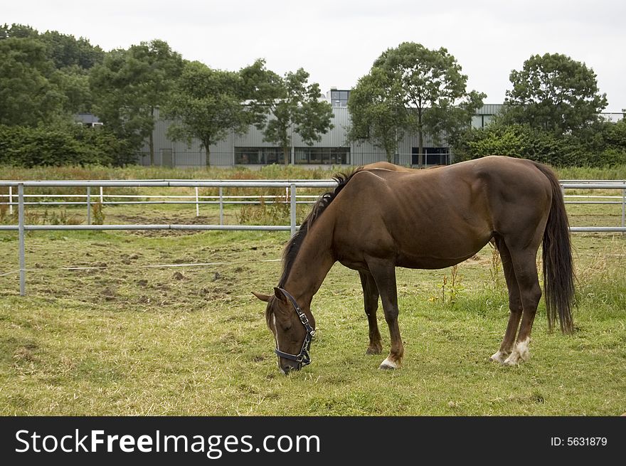 Brown female horse grazing outside in the summer