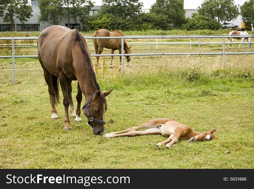 Mother and foal sleeping outside on the grass