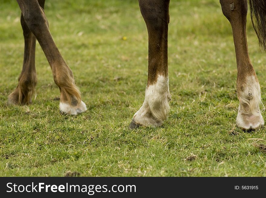 Legs of a mare horse. Legs of a mare horse
