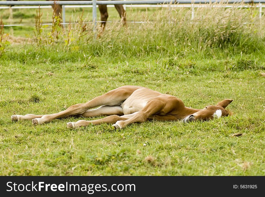 Foal is sleeping in the grass