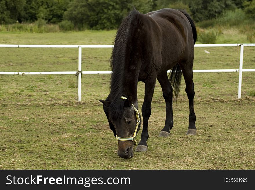 Dark brown horse grazing on land