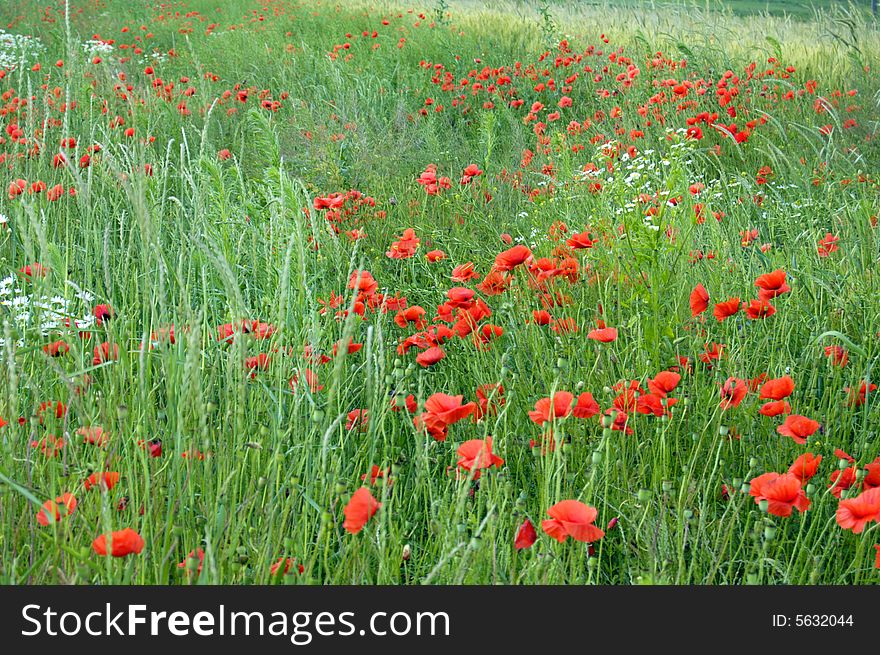 The field with red poppies