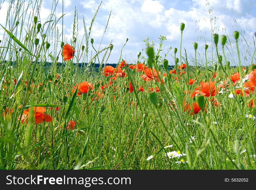 The field with red poppies