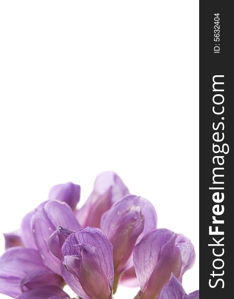 Beautiful Macro Violet Flowers