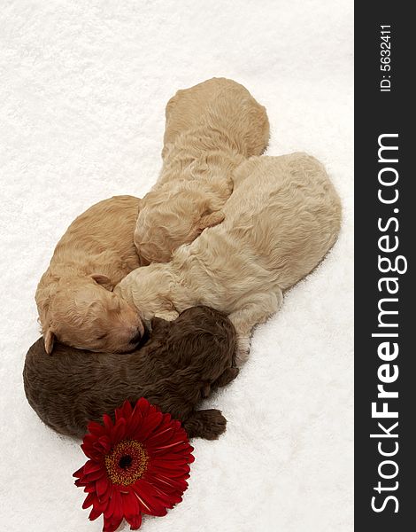 Four little puppies sleeping close together. Four little puppies sleeping close together