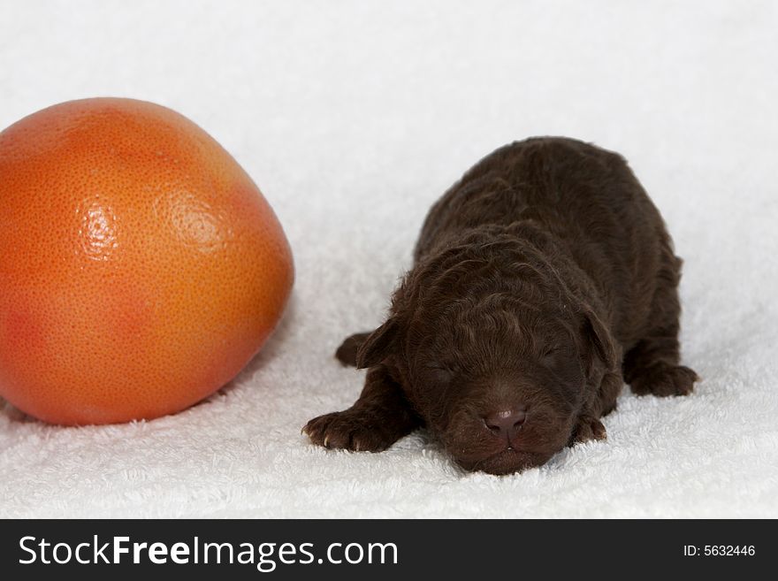 A little puppy sleeping close to a fruit. A little puppy sleeping close to a fruit