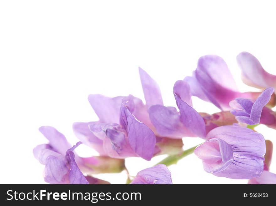 Macro beautiful violet flower with white background, copy space for the text