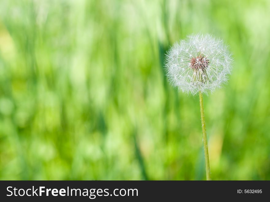 Fluffy dandelion with green background, copy space for the text