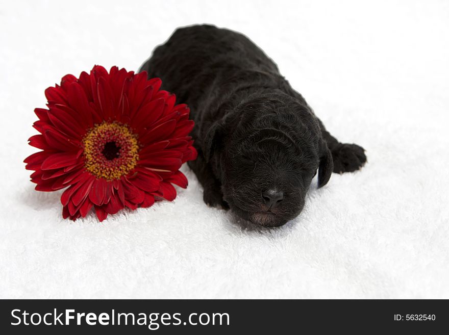 A little puppy sleeping close to a red flower. A little puppy sleeping close to a red flower