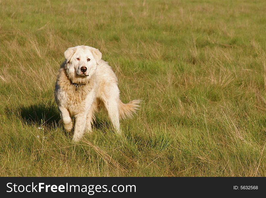 Portrait of white dog in the grass