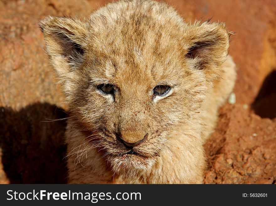 A little lion cub looking at the camera