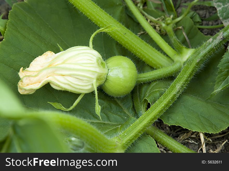 Young fruit of a vegetable marrow with a flower in a garden