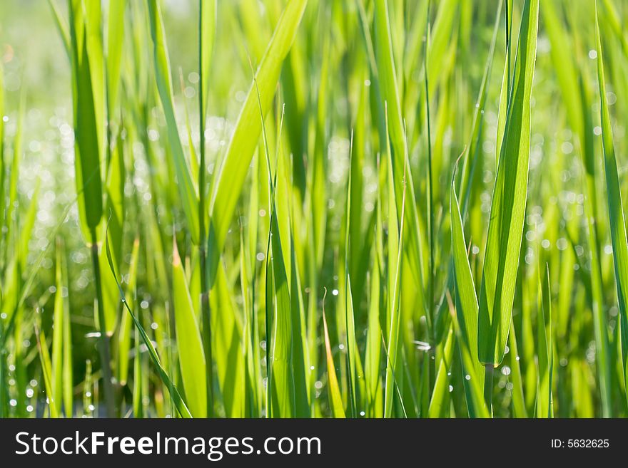 Green grass natural background wirth morning dew. Green grass natural background wirth morning dew