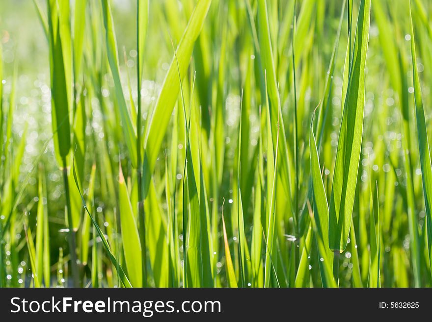 Green Grass Background