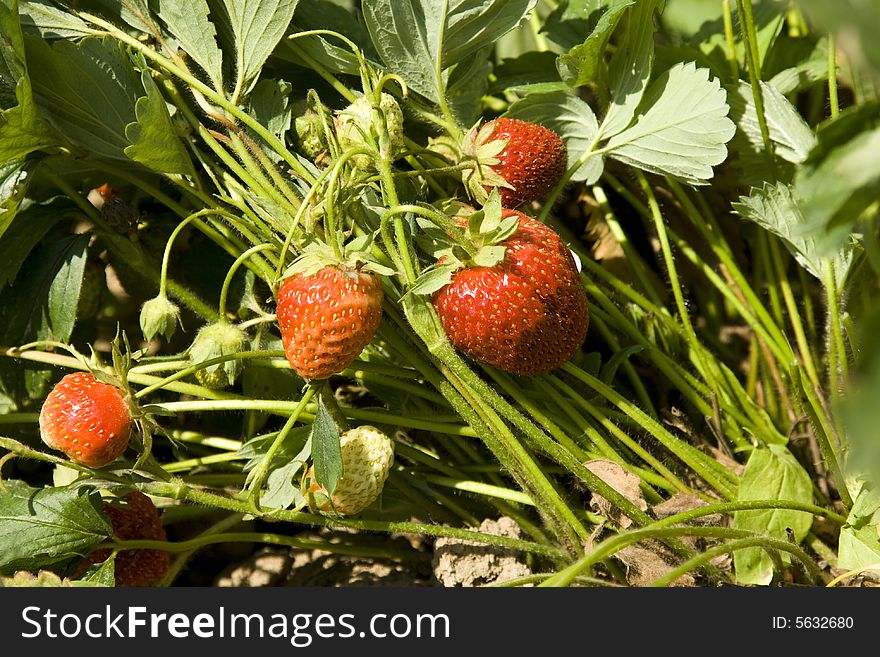 Red strawberry fruits with green leafs