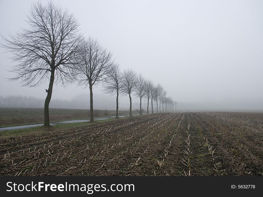 A foggy field in the morning