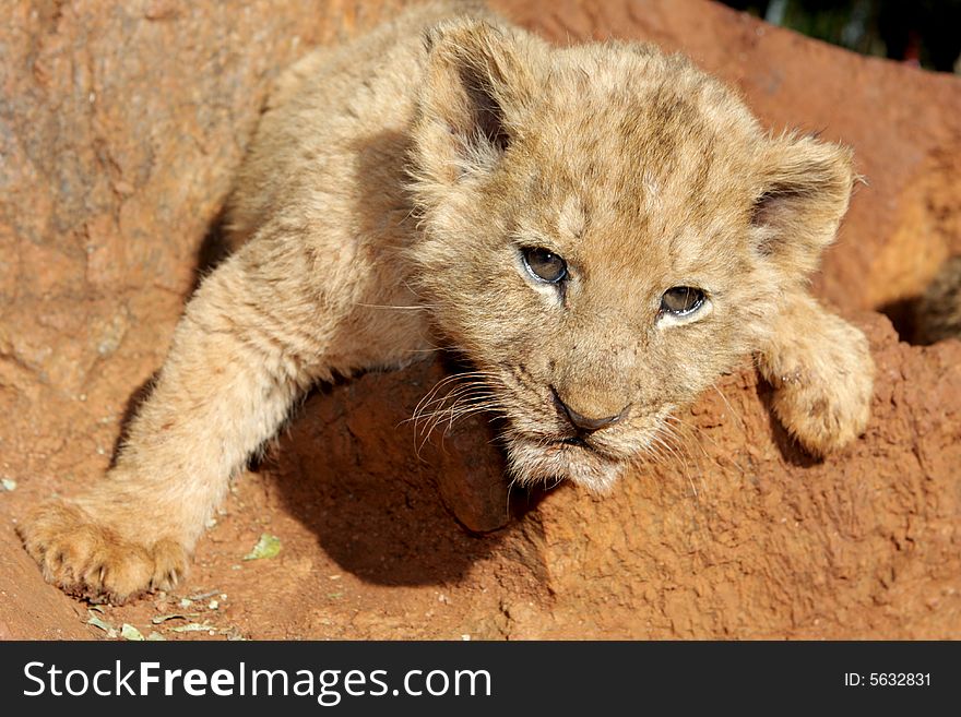 A little lion cub playing on a rock