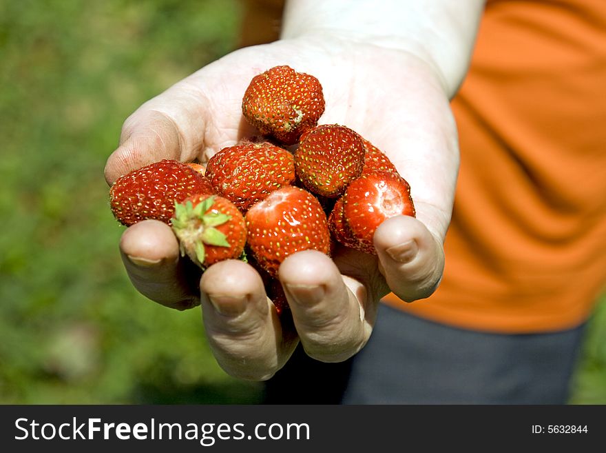 Garden strawberry in a female hand