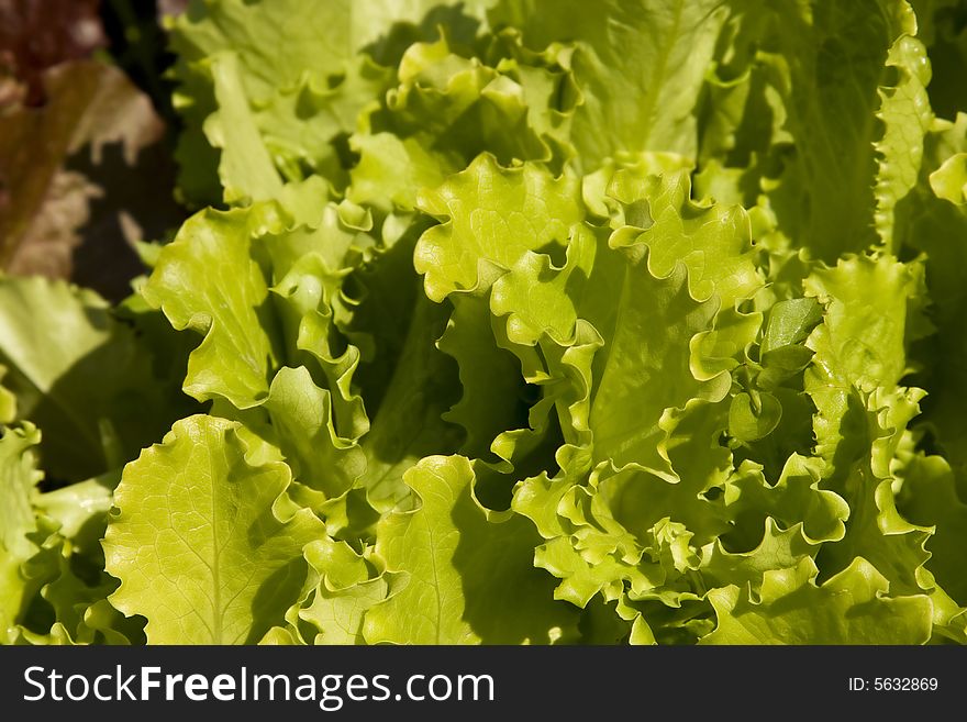 Colorful lettuce leaves growing on the vegetable bed