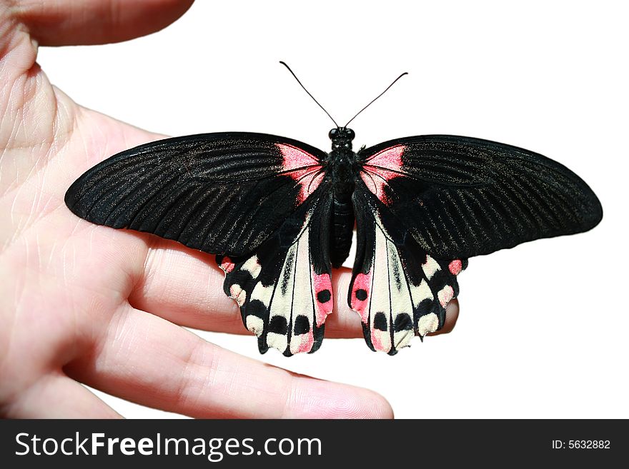 Butterfly on hand - red mormon (papilio rumanzovia)