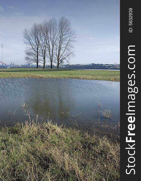 Four trees at the rhine river