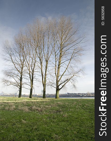 Four trees at the rhine river