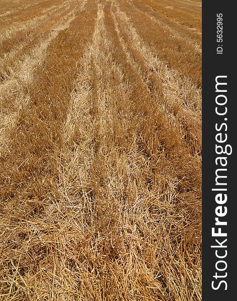 Vertical view of an harvested field in summer. Vertical view of an harvested field in summer