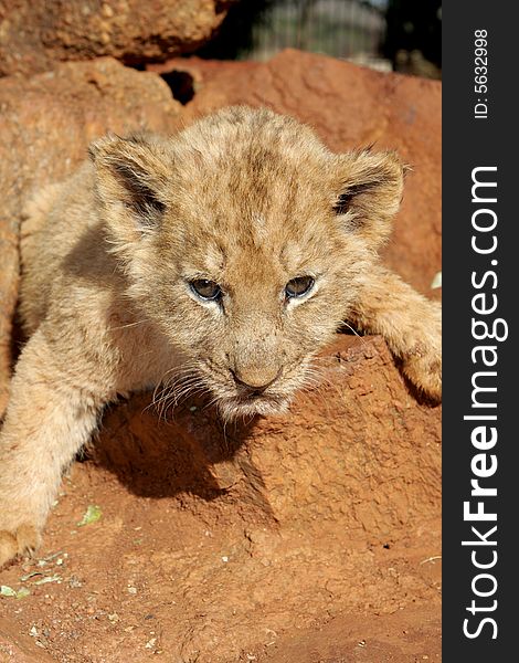 A little lion cub playing on a rock