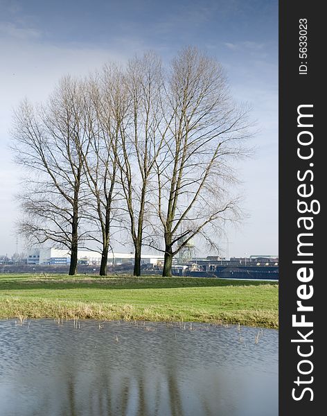 Four trees at the rhine river