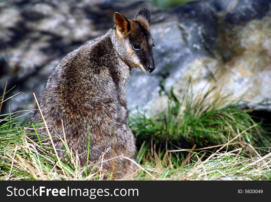 Brush-Tailed Rock Wallaby in Victoria,  Australia. Brush-Tailed Rock Wallaby in Victoria,  Australia