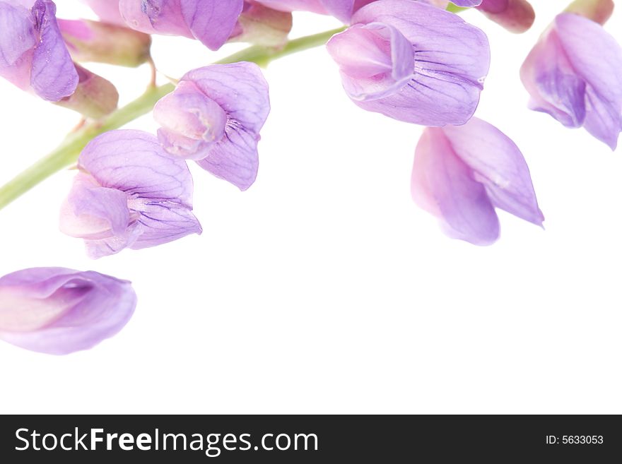 Macro violet flower with white background, copy space for the text