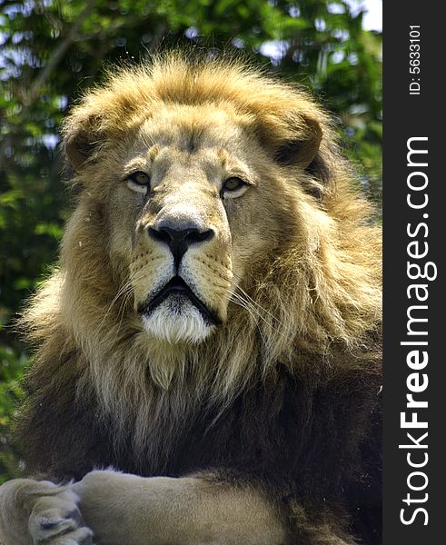 Close up portait of a female lion. Close up portait of a female lion