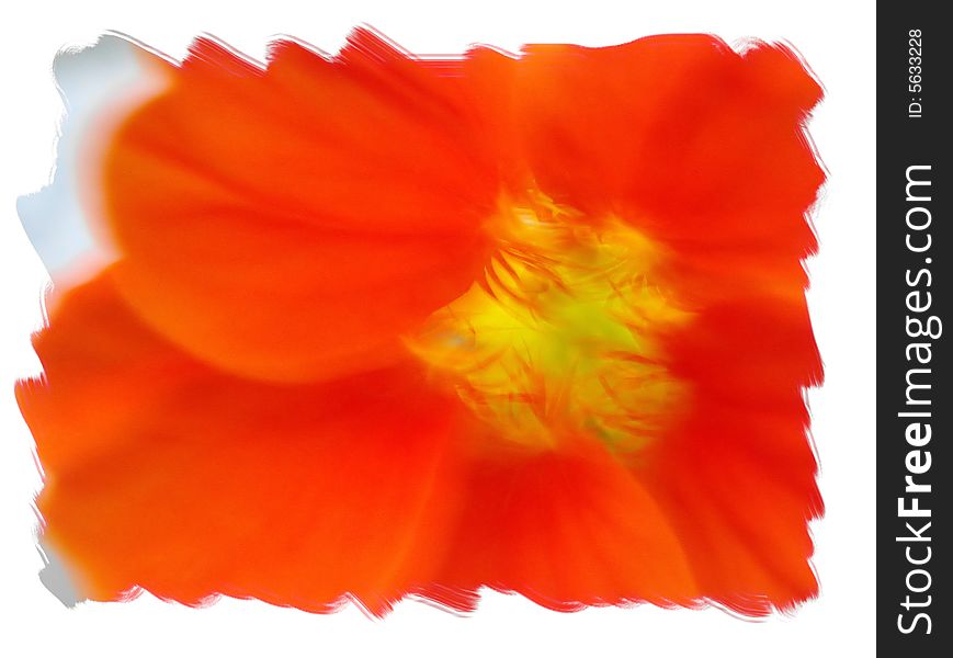 An abstact detail of a nasturtium flower.