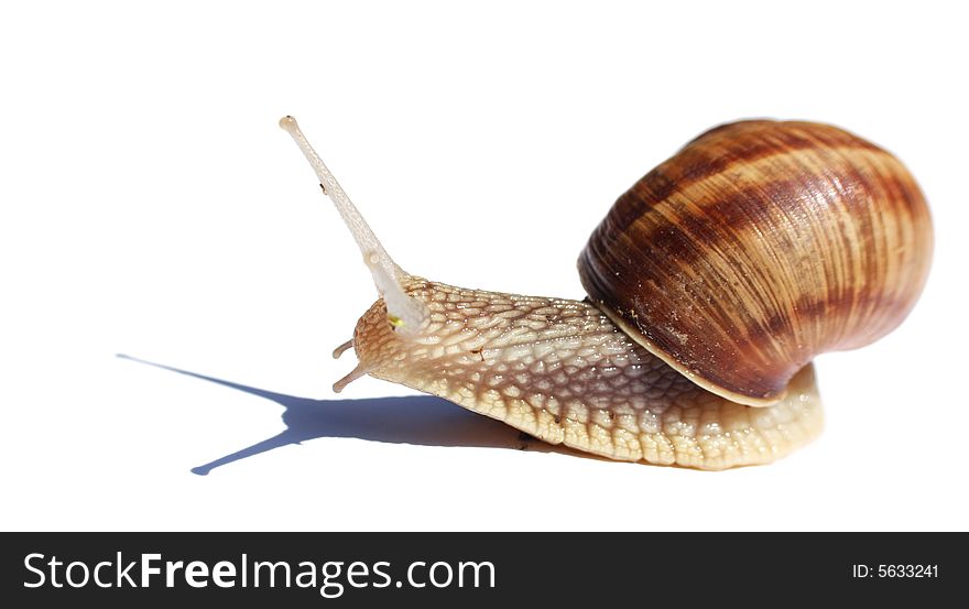 Close-up on a snail isolated on white