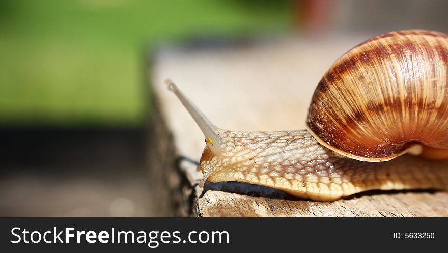 Close-up on a snail