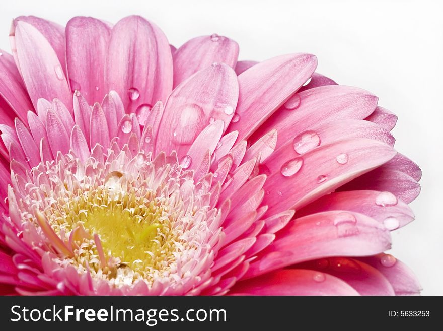 Gerber Daisy With Droplets