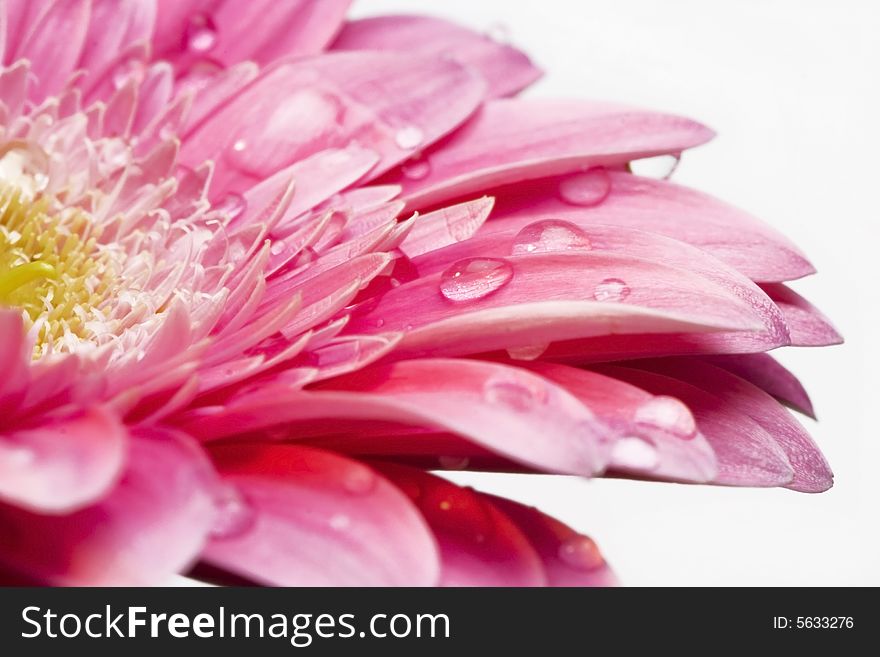 Gerber daisy with droplets isolated on white background