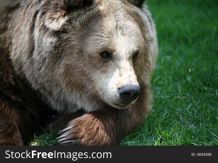 Brown Bear resting in the grass