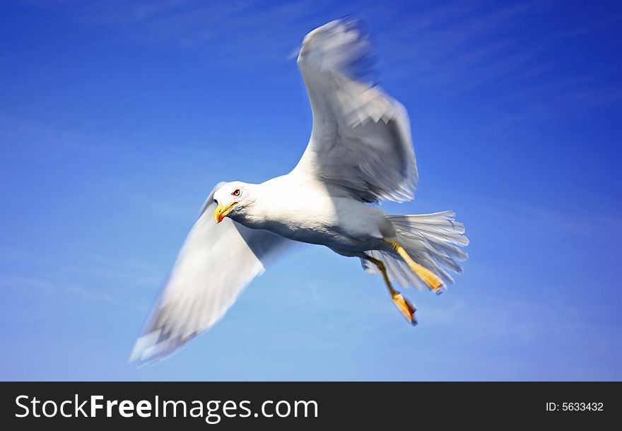 Blue sky and flying seagull