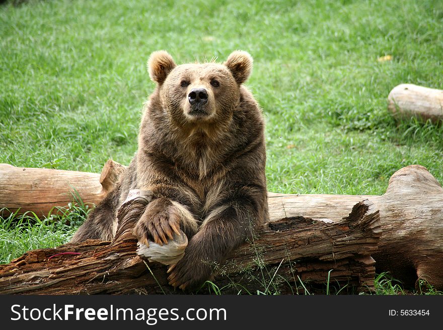 Brown Bear resting on a log