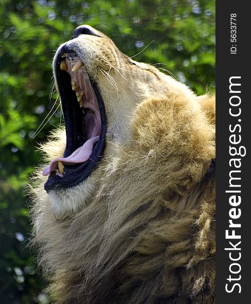 Lion either about to roar or yawn. Lion either about to roar or yawn