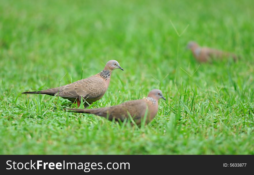 Some culvers take a walk in grassplot.