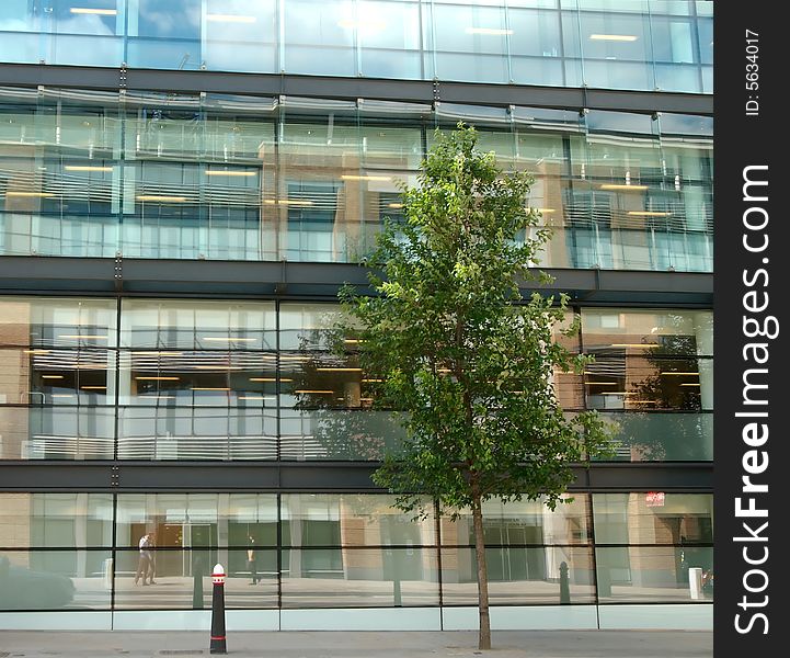 Tree and modern office building. Tree and modern office building