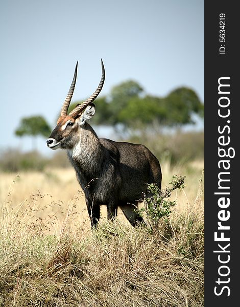 Waterbuck standing on a grass hill in the Masa Mara Reserve (Kenya)