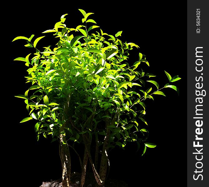 Fine image 3d of little green plant on black background